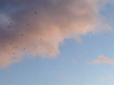 birds